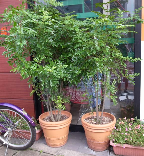 庭木のシンボルツリーとしても人気のシマトネリコ 観葉植物 ブルーミングスケープ ブログ