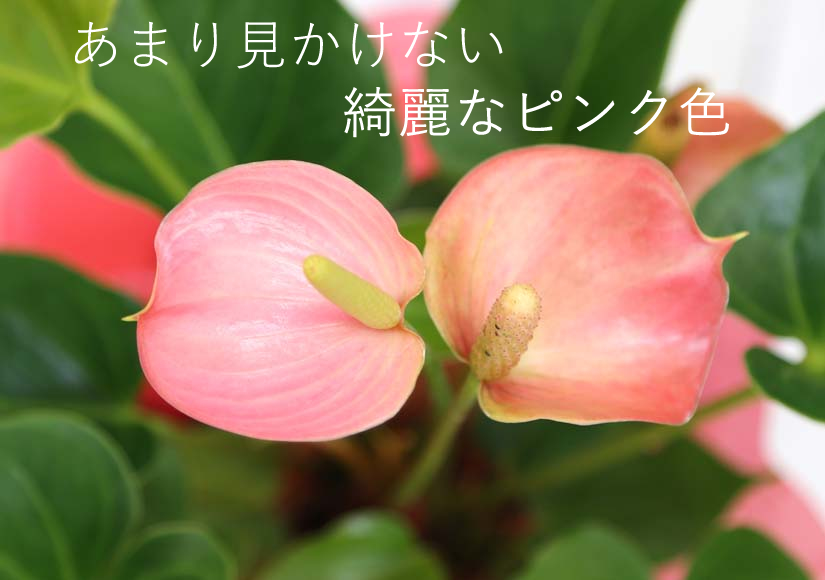 美しい花の画像 最新のhdアンスリウム ピンク