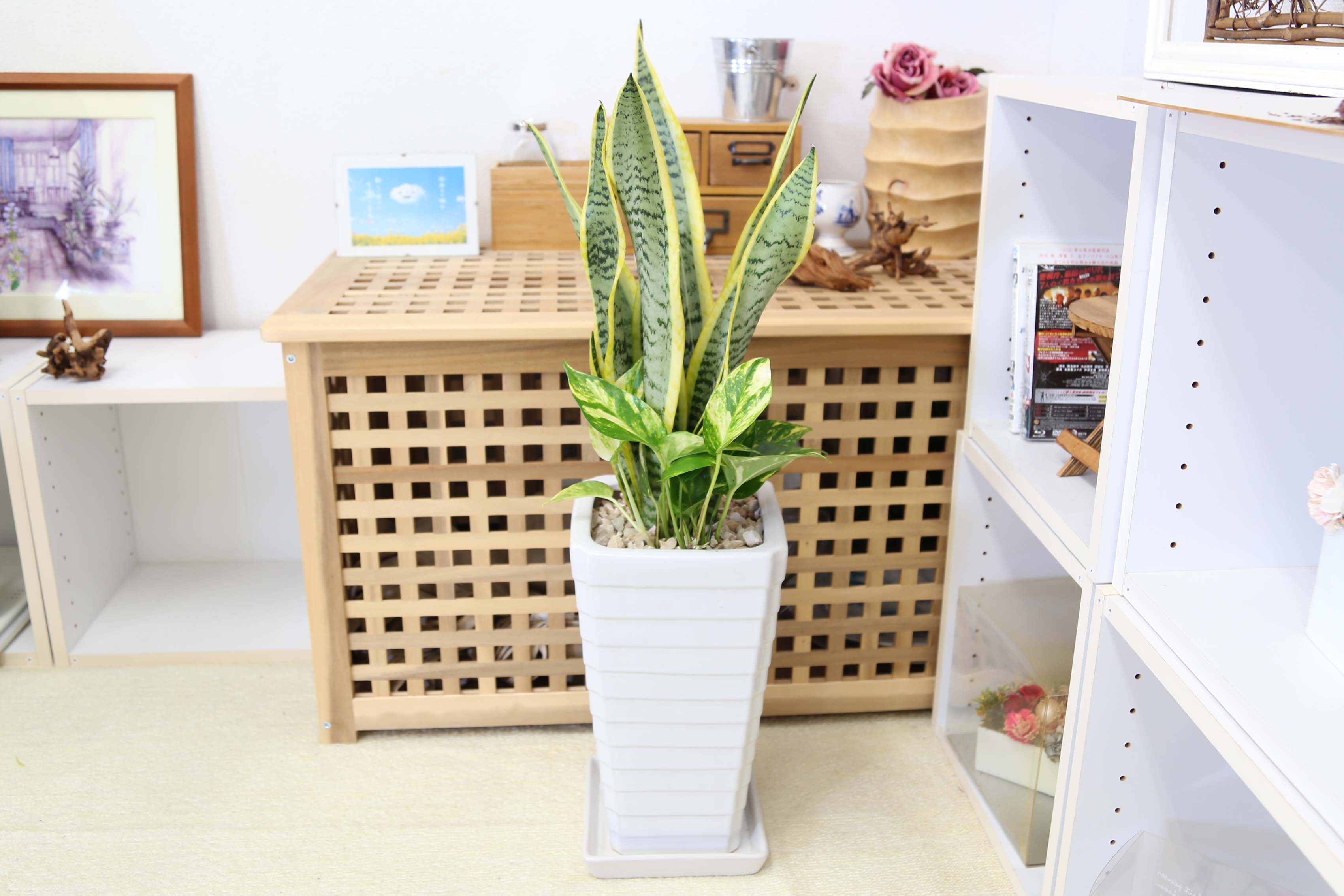 サンスベリア 7号 ポトス寄せ植え 通販 販売 観葉植物のブルーミングスケープ