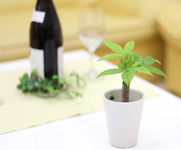 ミニ観葉植物 パキラ 通販 販売 観葉植物のブルーミングスケープ