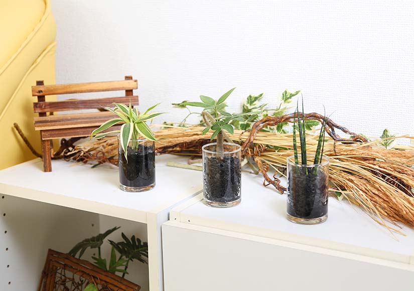 ミニ観葉植物 Eco 炭植え 3鉢セット 通販 販売 観葉植物のブルーミングスケープ