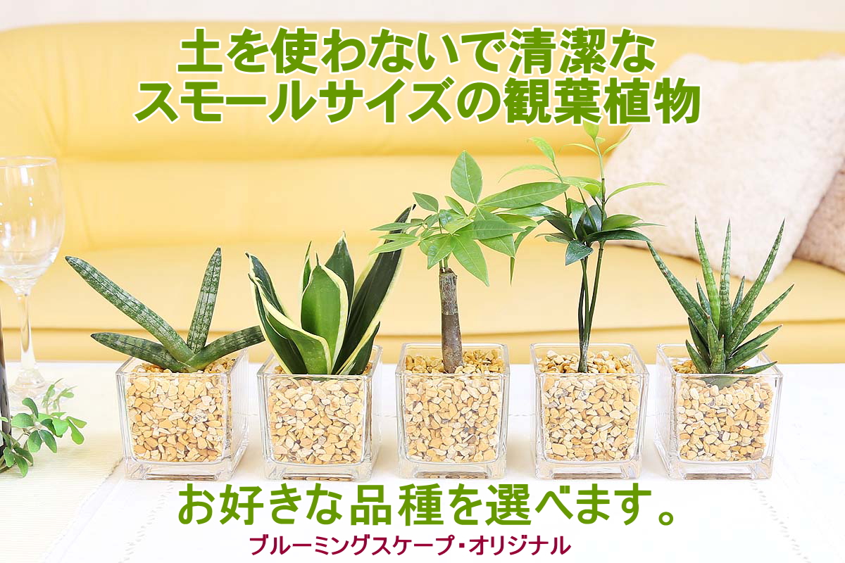 ミニ観葉植物 ゼオライト植え