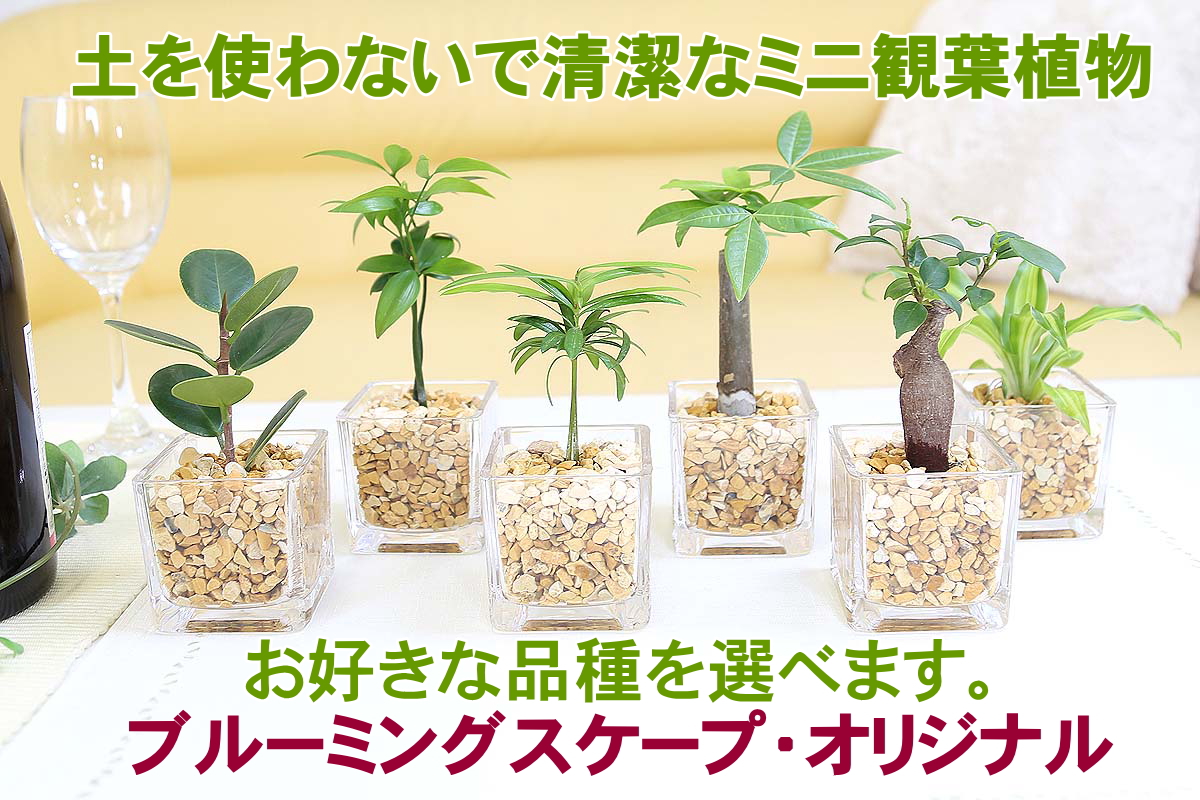 ミニ観葉植物 ゼオライト植え