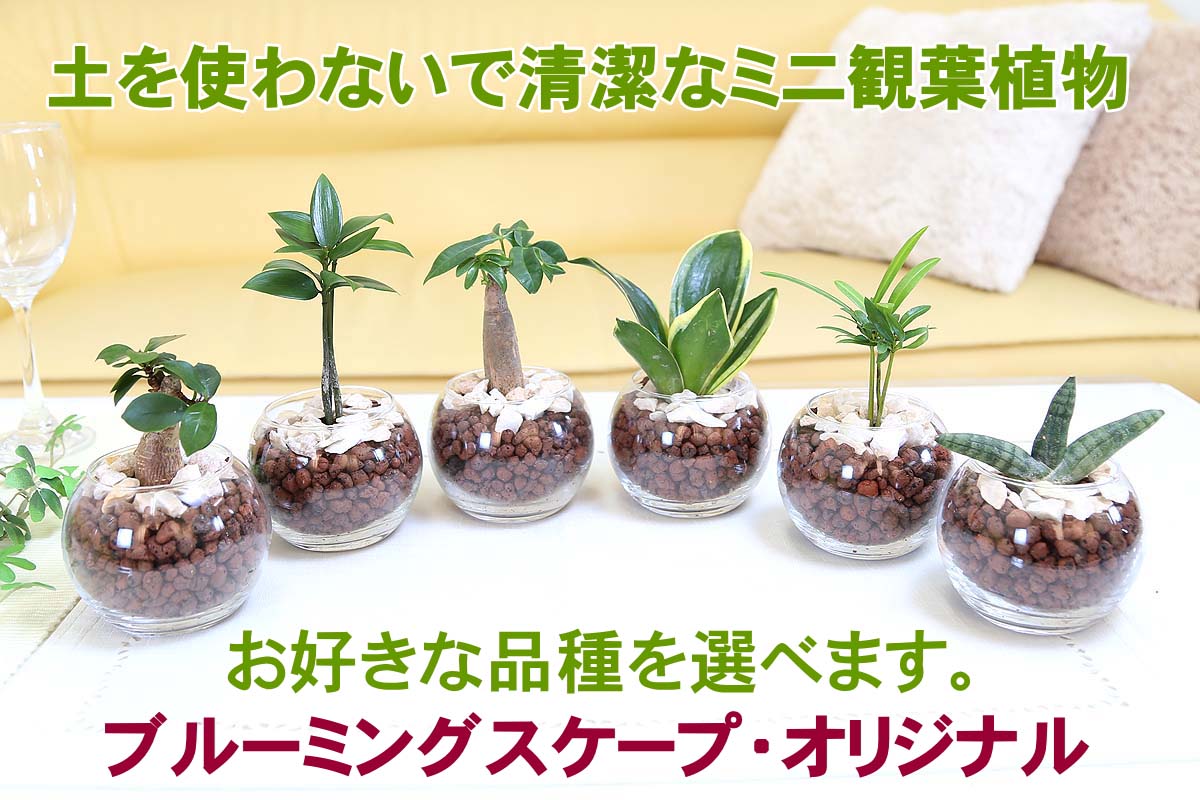 ミニ観葉植物 ハイドロカルチャー