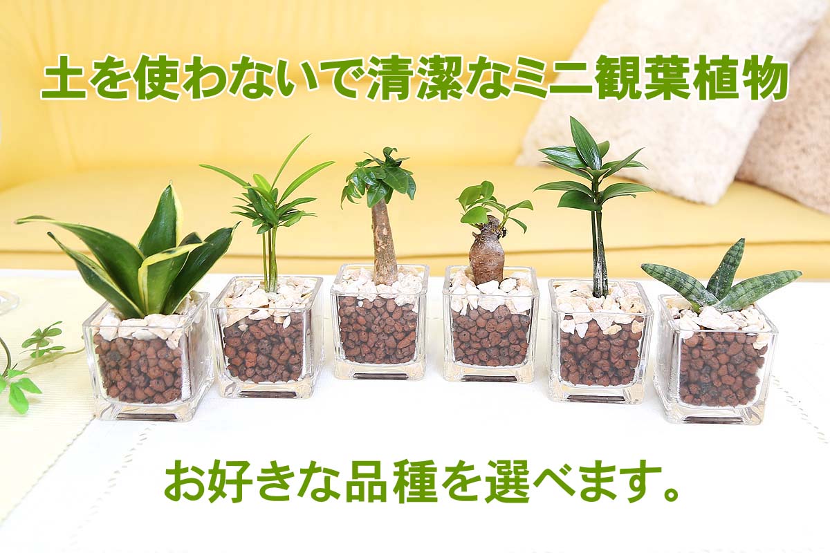 ミニ観葉植物 ハイドロカルチャー