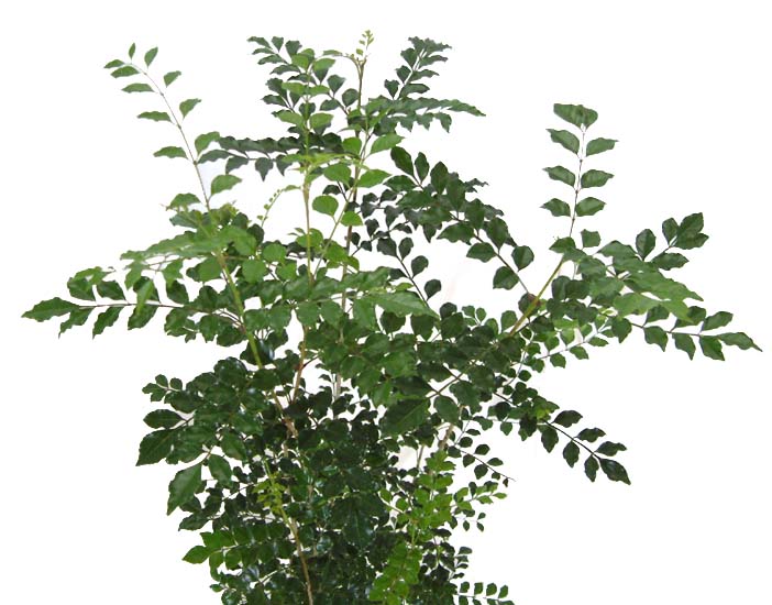 シマトネリコ剪定で低い位置から葉が出ますか 観葉植物の育て方 ｑ ａ ブルーミングスケープ