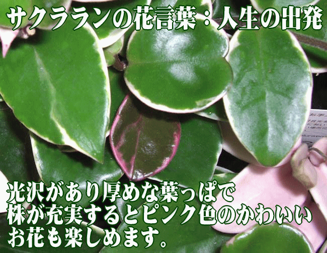 ホヤ サクララン コンパクタ 育て方 観葉植物 Dictionary ブルーミングスケープ