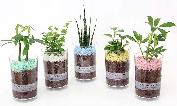 ショコラのようなミニ観葉植物 通販 販売 観葉植物のブルーミングスケープ