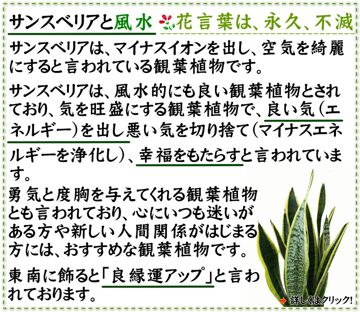 サンセベリア ハーニー ハニーボニー の種木 通販 販売 観葉植物のブルーミングスケープ