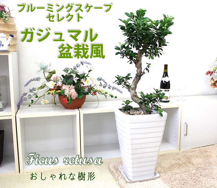 ガジュマル 盆栽風 8号 陶器鉢 通販 販売 観葉植物のブルーミングスケープ